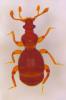 Bryaxis puncticollis
